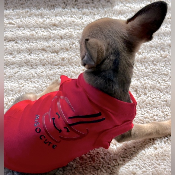 🦴Pet🦴 Dog Miso Cute Red Tee Size XS - Picture 6 of 6